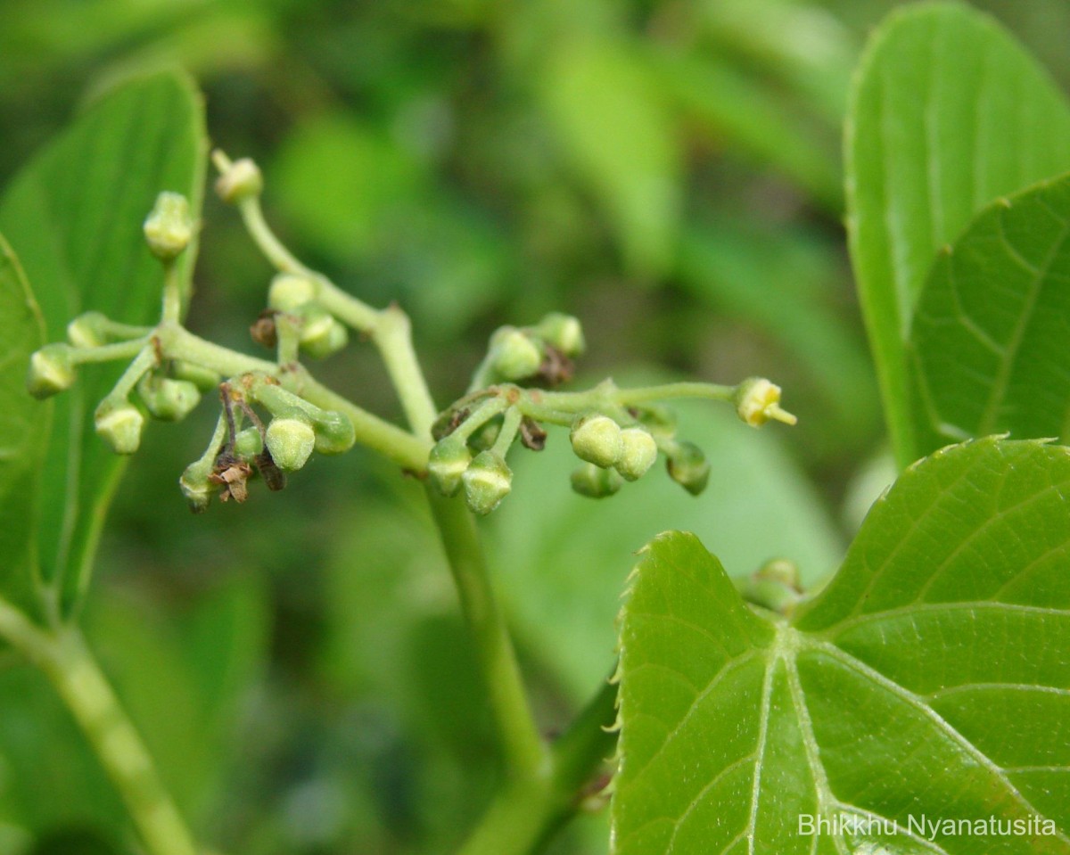 Cissus latifolia Lam.